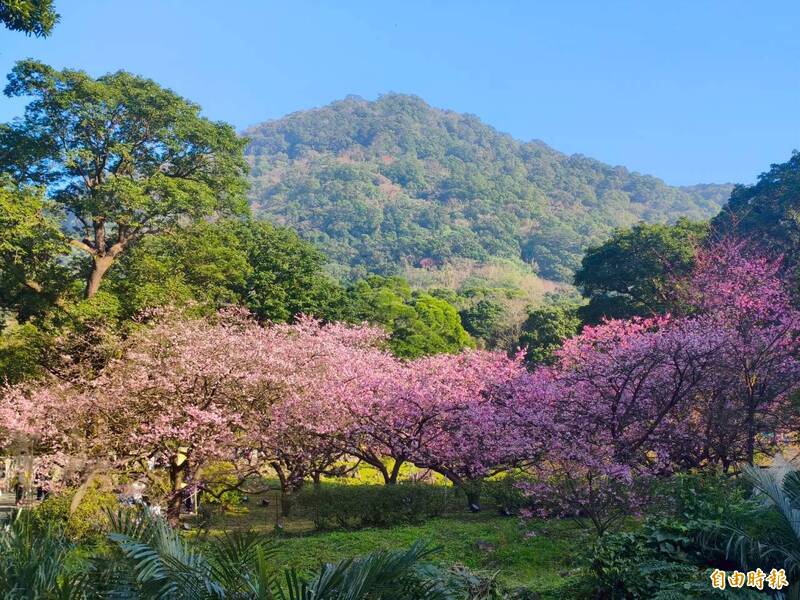 春遊林口賞櫻去 竹林山觀音寺花海妝點古剎
