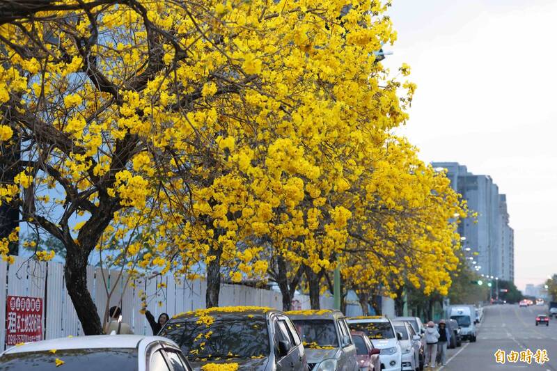 台中北屯黃金風鈴木爆開 500公尺「黃金大道」美翻