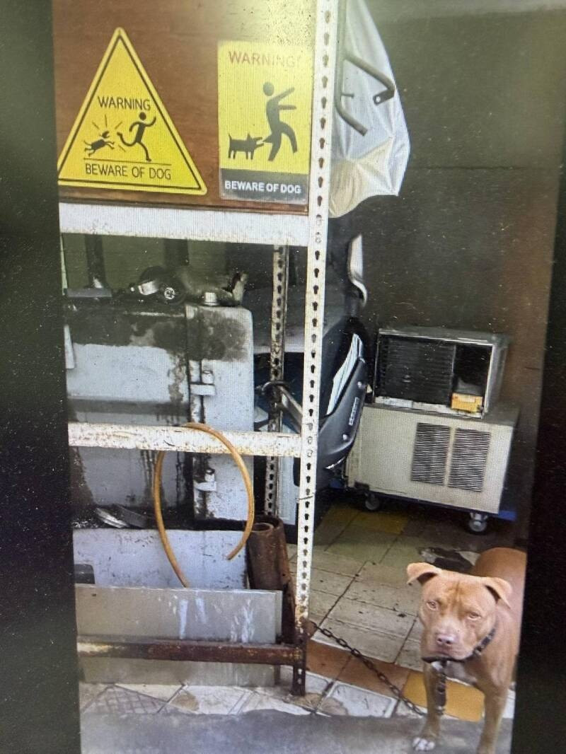 嚇破膽!高雄逃逸移工躲警察 誤闖店家「比特犬」禁地被逮