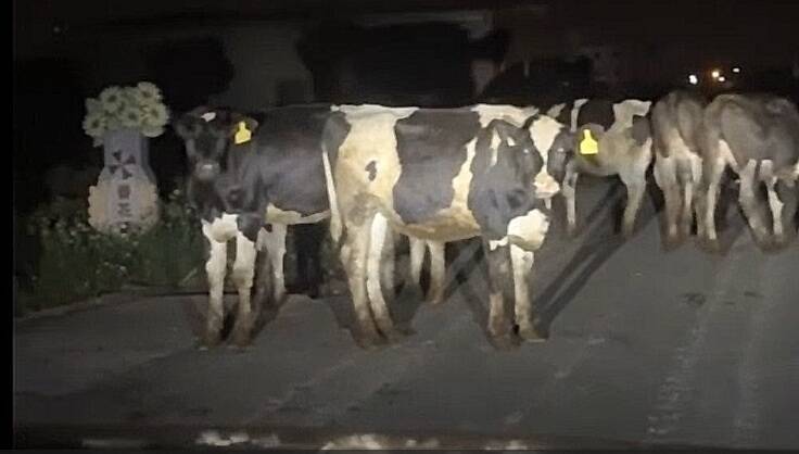 乳牛揪團摸黑蹺家!6隻半夜逛大街畫面曝