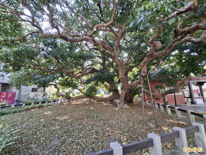 二戰傳說 日軍機躲在中市千年茄苳樹下 居民逃過轟炸