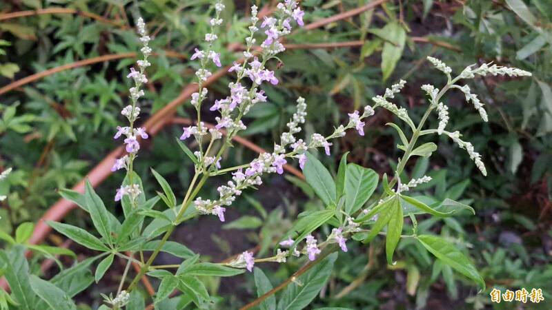 台東植樹月連辦14場次贈苗 逾20種原生花木苗捐發票免費贈