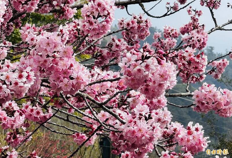 粉紅系櫻花PK! 椿寒櫻、昭和櫻盛開難以辨識