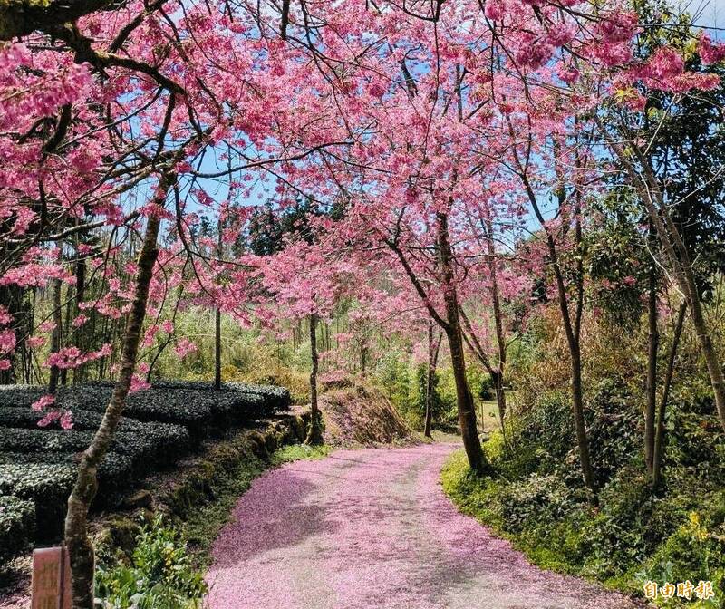 春雨打造粉紅櫻花地毯 遊客讚浪漫