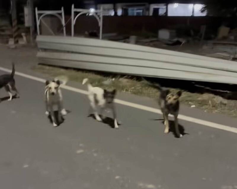 「米克斯」大軍壓境!彰化和美10餘犬追咬民眾 婦小腿遭咬傷