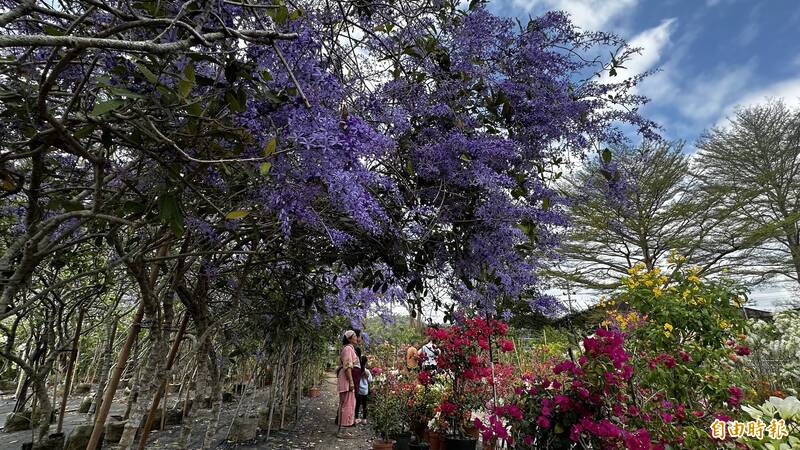 提早綻放 台南玉井錫葉藤紫、白花爭艷