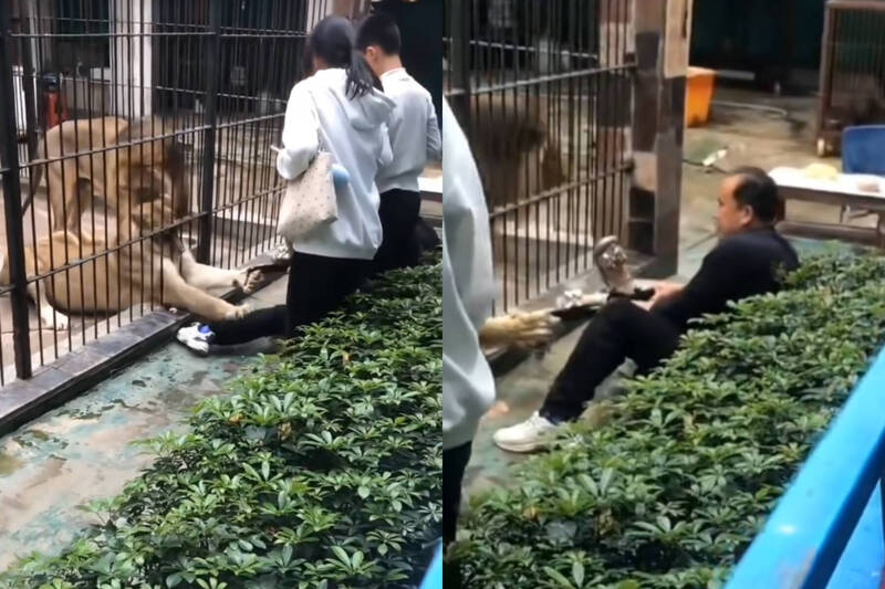 驚悚畫面! 中國獅子猛抓不放 男子「拔河」救女童網一面倒怒轟