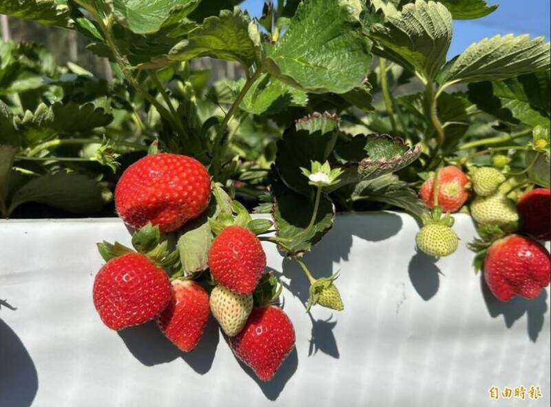 苗栗20餘莓農遭盤商詐騙 數百萬元心血被吞