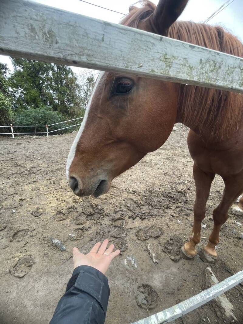 馬咬傷幼童二審逆轉判賠71萬 清境農場:尊重法院判決