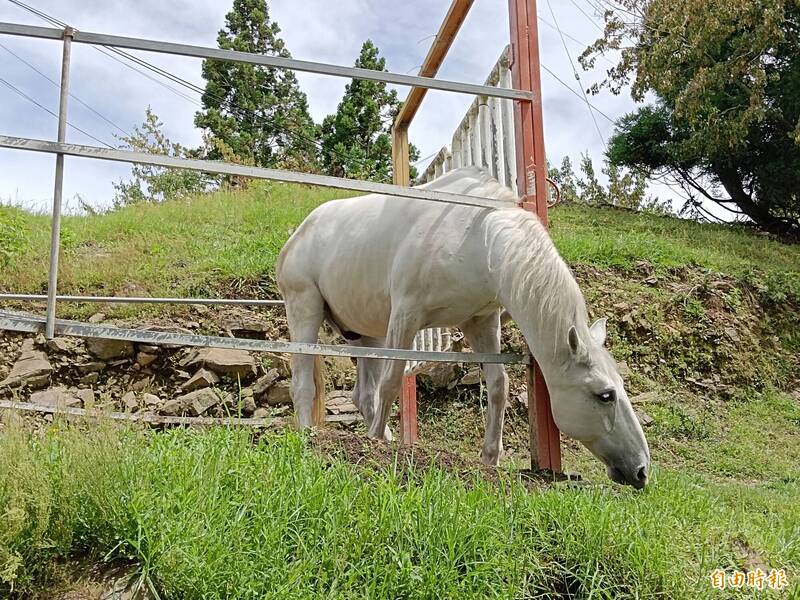 男童清境農場拍照被馬咬傷右耳重建 二審逆轉業者判賠71萬元