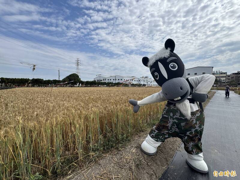 又到了金黃麥浪季節! 台中大雅小麥產業文化節3/7登場