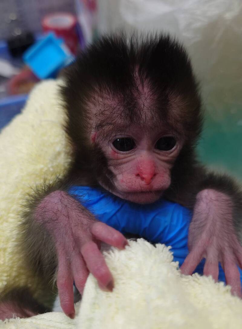 壽山動物園出現「台版Panchi」 幼猴有布偶娃娃作伴