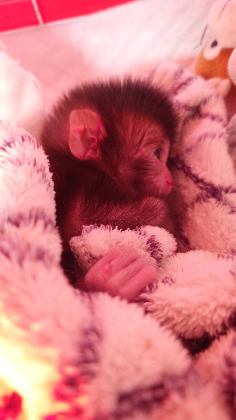 壽山動物園出現「台版Panchi」 幼猴有布偶娃娃作伴 - 自由電子報影音頻道