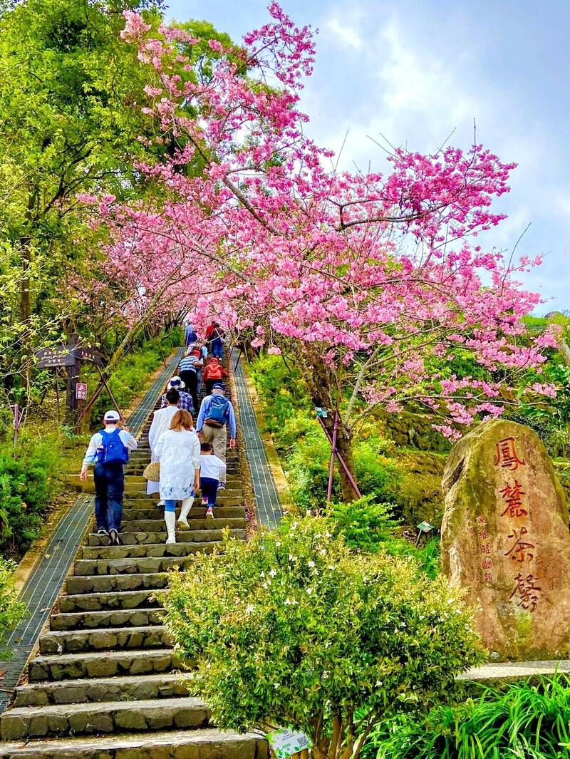 333階粉櫻隧道盛開 台大鳳凰茶園櫻花、麝香木同框比美