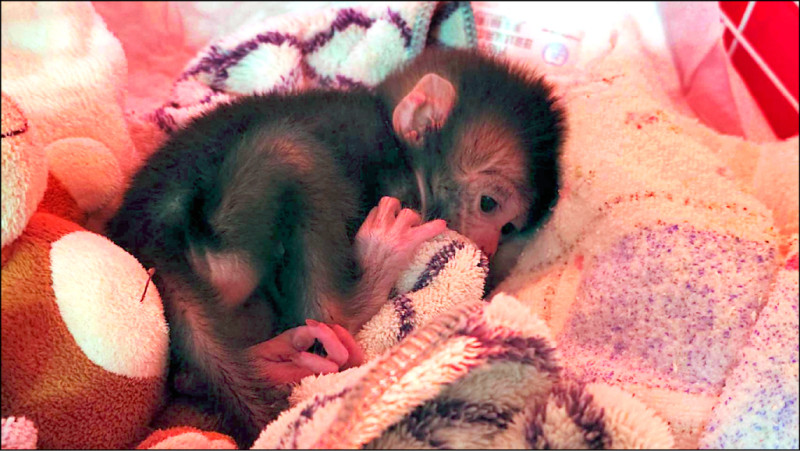 台版Panchi 動物園幼猴布偶相伴