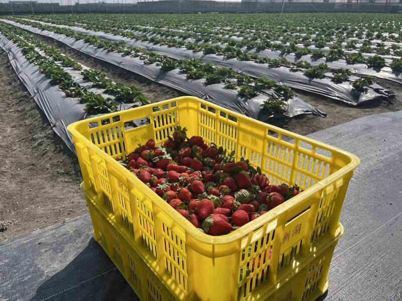 褒忠鄉新湖合作農場導入科技推動魚菜共生，成功種出優質的草莓，並進軍超商販售。（褒忠鄉公所提供）