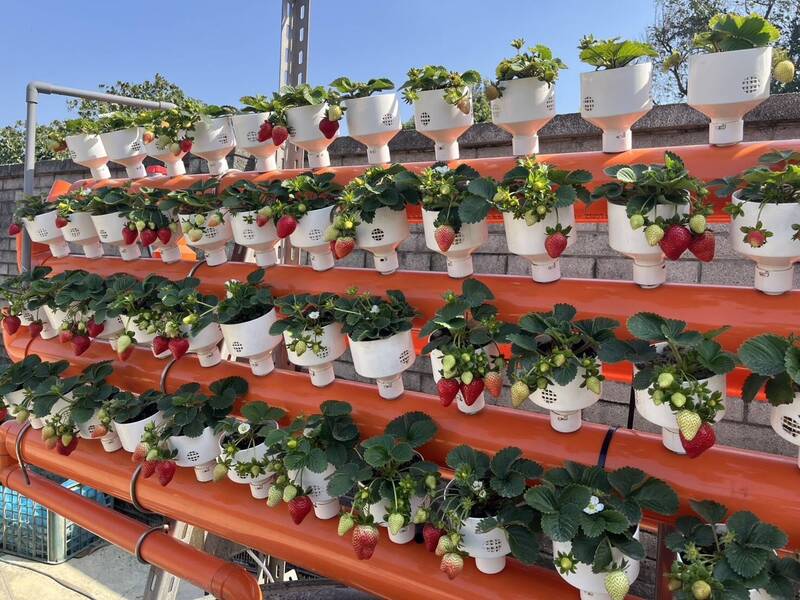 褒忠鄉新湖合作農場導入科技推動魚菜共生，成功種出優質的草莓，並進軍超商販售。（褒忠鄉公所提供）