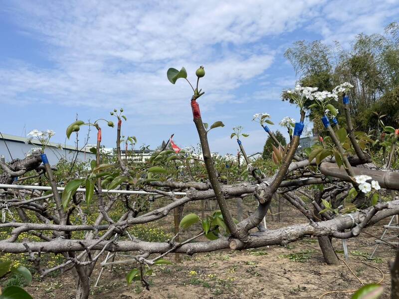 天氣變化大 中市農業局提醒農友加強防範梨赤星病