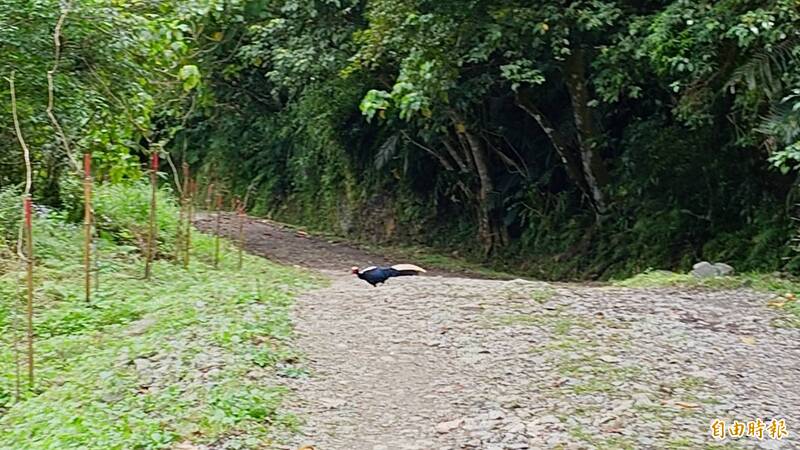 保育類的藍腹鷴近來在中低海拔的佐倉步道現蹤，讓登山客驚奇不已。（記者游太郎攝）