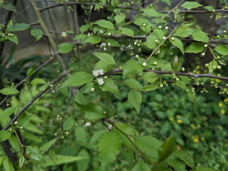 林保署台中分署將在植樹月提供燈稱花。（圖由台中分署提供）