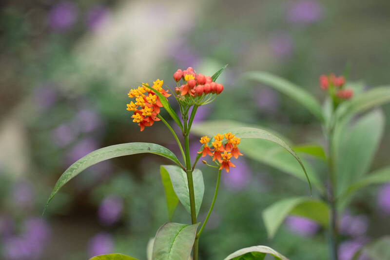 台北動物園將園區裡中文名字有「馬」的植物，做成「馬年植物尋寶地圖」。圖為馬利筋。（台北動物園提供）