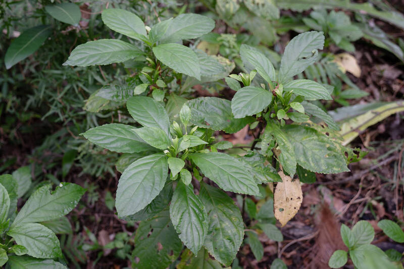 台灣動物區可見馬藍，是種可以萃取作為染料的植物。（台北動物園提供）