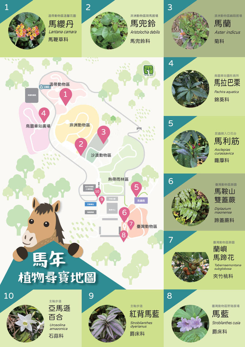 台北動物園將園區裡中文名字有「馬」的植物，做成「馬年植物尋寶地圖」。（台北動物園提供）