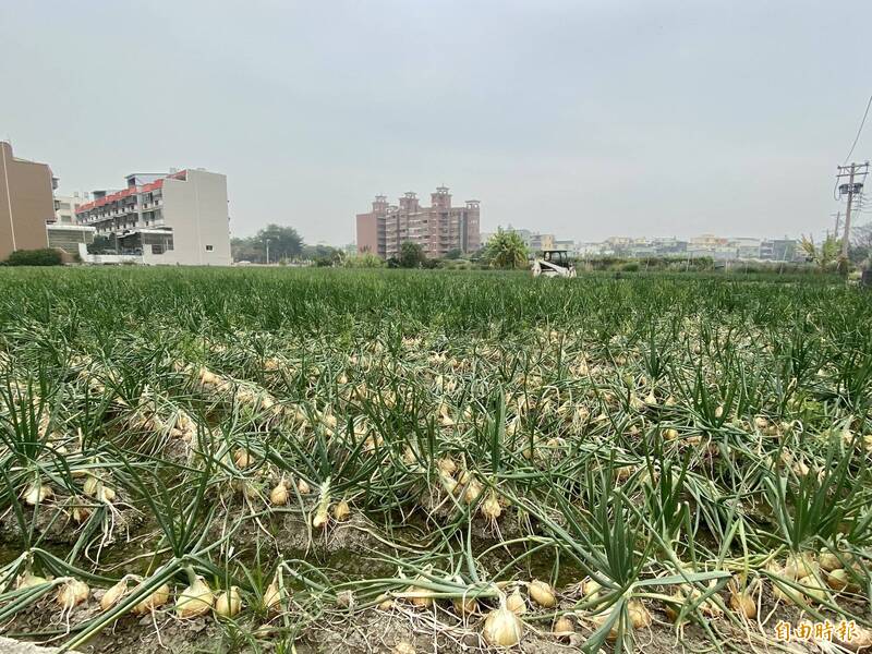 高雄林園洋蔥節七日登場 打造國際洋蔥創意料理區