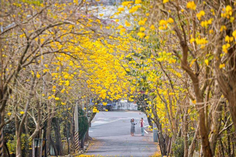 二水風鈴木爆發MOOVO一車難求 民眾憂花旗木花季登場更難租