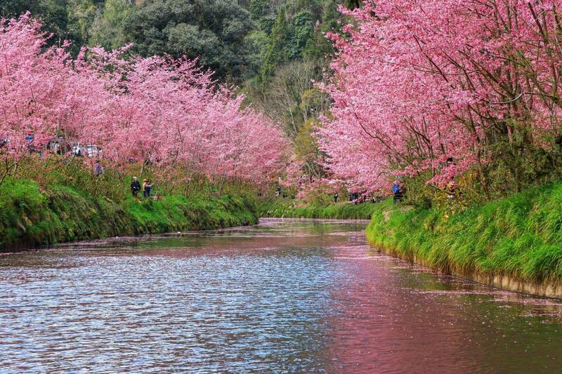 杉林溪櫻花盛開+春雨 「粉紅河道」美如仙境
