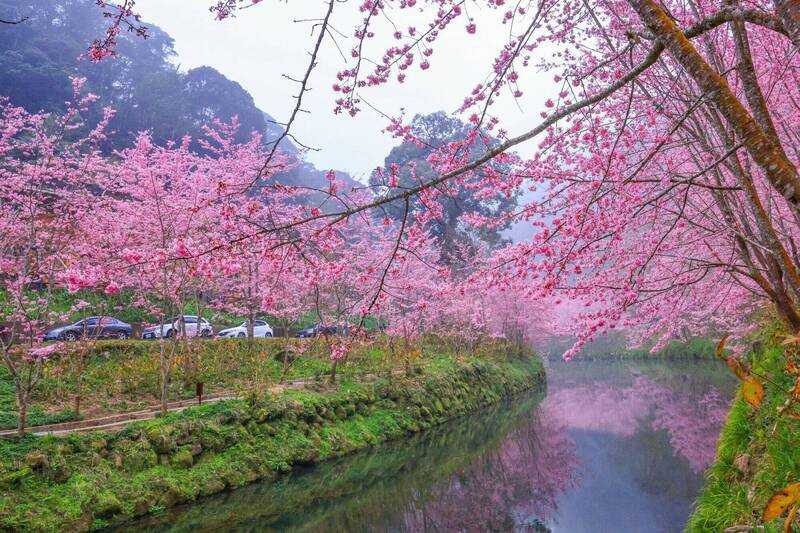 南投杉林溪園區櫻花在河岸夾道盛開，河道上還可見粉櫻倒影，展現絕美景象。（杉林溪園區提供）