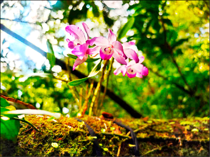 極危野生「櫻石斛」 復育存活率逾7成