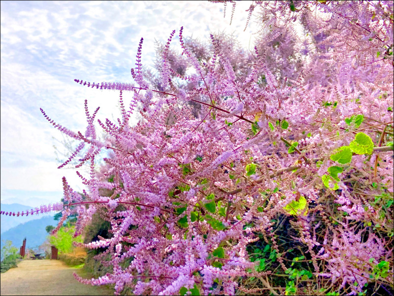 台大鳳凰茶園 櫻花大爆發 麝香木好美
