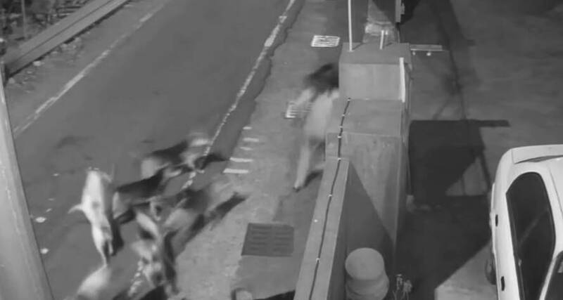 狗狗大軍出沒!彰化和美14犬連環追咬路人 動保所將開罰飼主