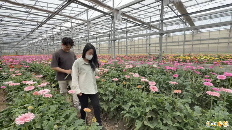 花價崩盤!採一朵賠一朵 彰化花農無奈開放免費採