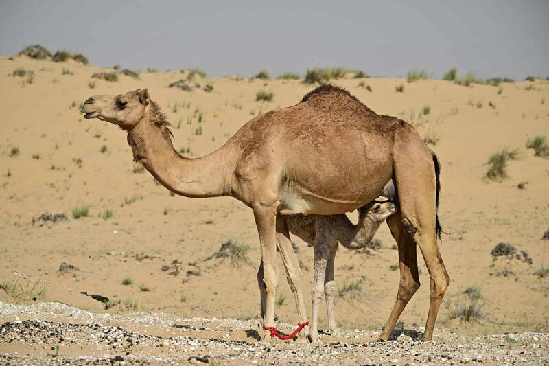 駱駝也狂整形!阿曼駱駝選美 20隻竟打肉毒、矽膠隆峰