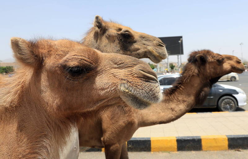 駱駝矽膠「隆峰」、打肉毒美顏！選美「整形」作弊