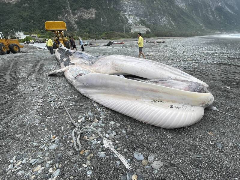 花蓮赫見長15.4公尺鬚鯨死亡擱淺 海保署將解剖查死因