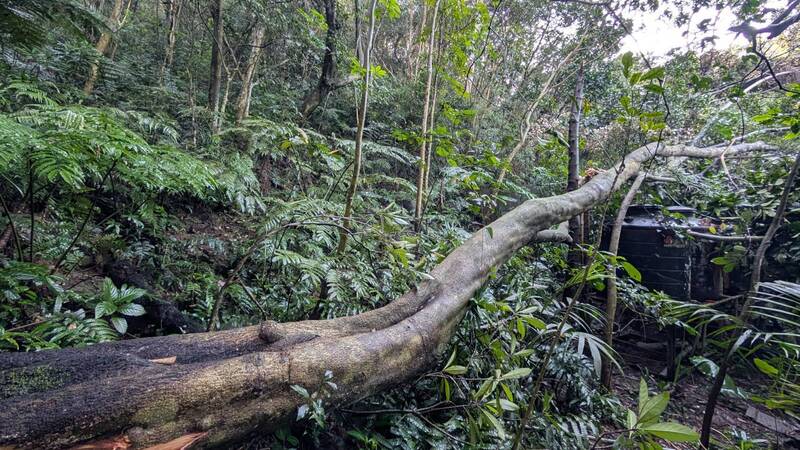 褐根病讓山林變色!新竹縣芎林自然谷2個月倒2棵樹