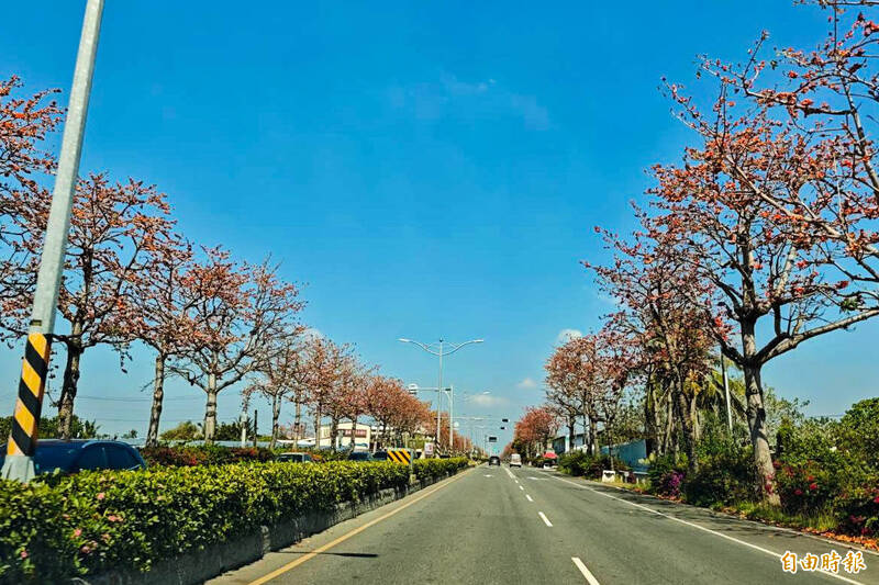 國境之南紅火迎春!枋寮有「木棉大道」、墾丁現「九重葛」瀑布