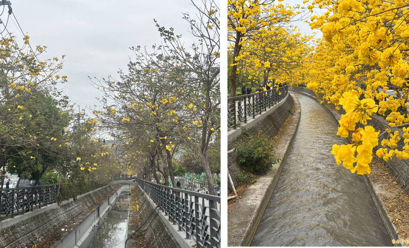 拒開花保命?疑颱風豪雨毀樹勢 員林八堡一圳黃花風鈴木花況慘