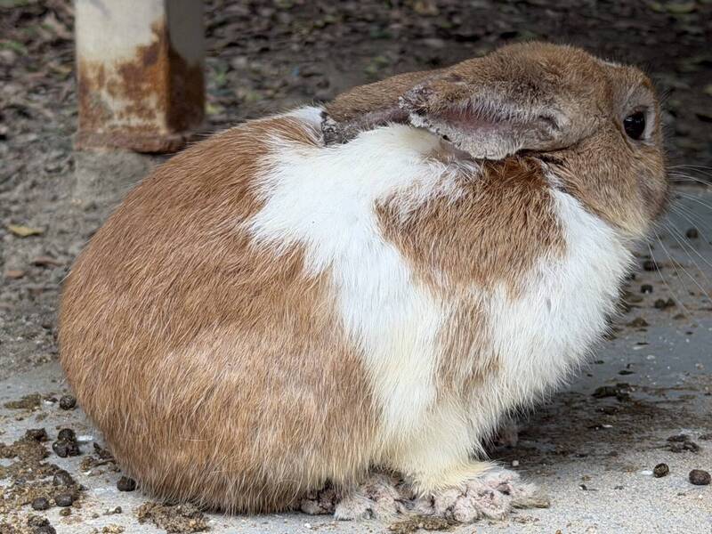 八里某餐廳涉非法展演還未治療兔隻致大量死亡 依法裁罰並函送地檢