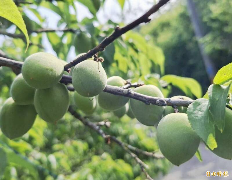 春雨滋潤 梅嶺青梅季即將展開 - 生活 - 自由時報電子報