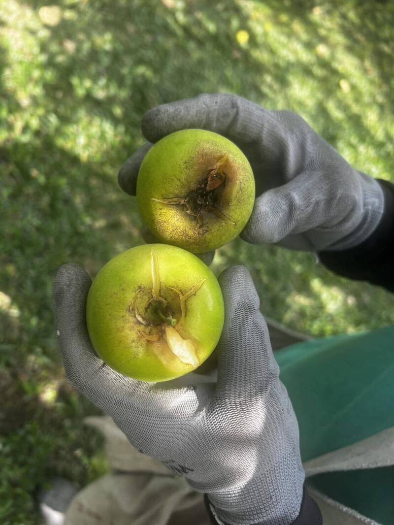高屏蜜棗遇雨受損 高樹鄉、鹽埔鄉申請補助