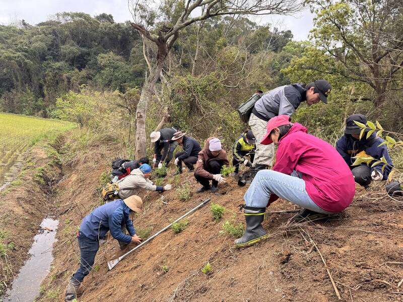 不只為「三貓」！苗栗田埂守護台灣快消失的原始色彩