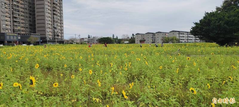 台中清水春天賞花首選 向日葵花海盛開至3/16