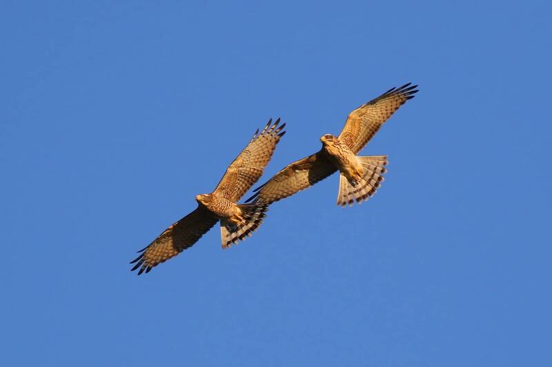 春分前後灰面鵟鷹過境 南投橫山迎壯觀鷹群