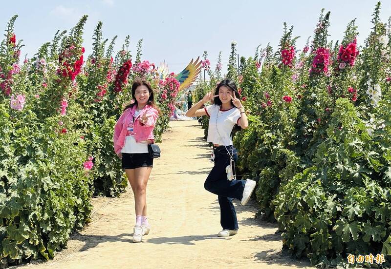台南學甲蜀葵花節登場 花季2個月預估10萬人次賞花