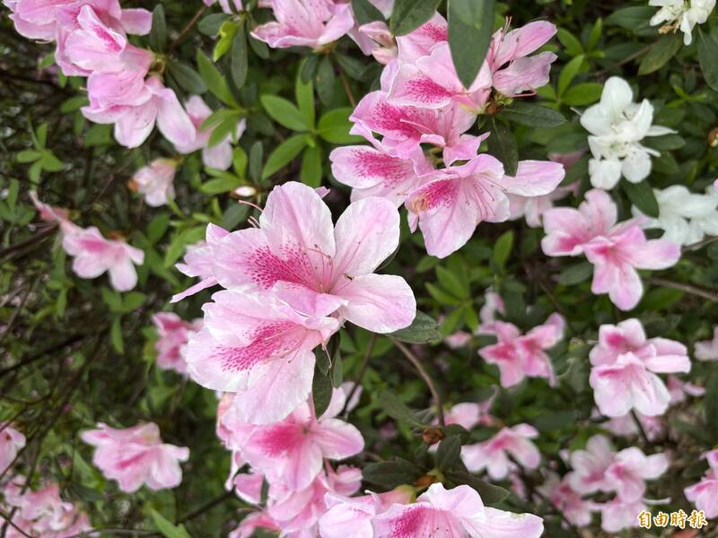 台大杜鵑花節30歲 各學系設攤搶優秀學生