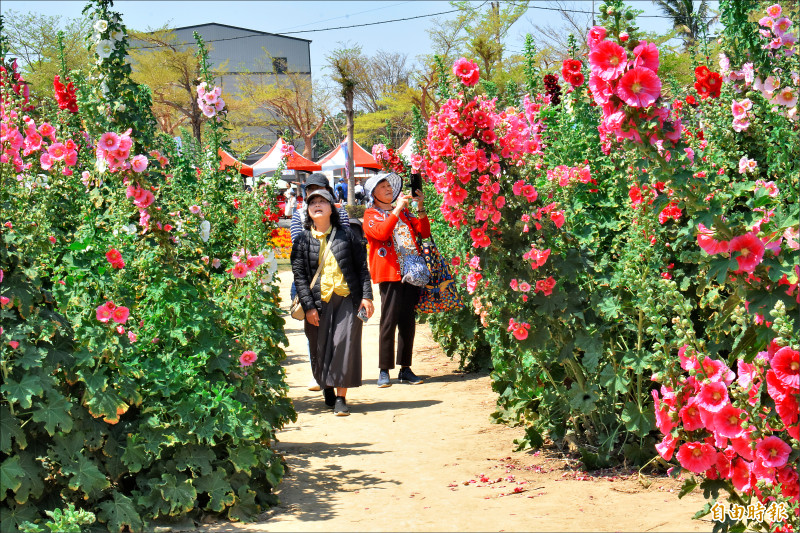學甲蜀葵田2.6公頃 打造五彩花毯